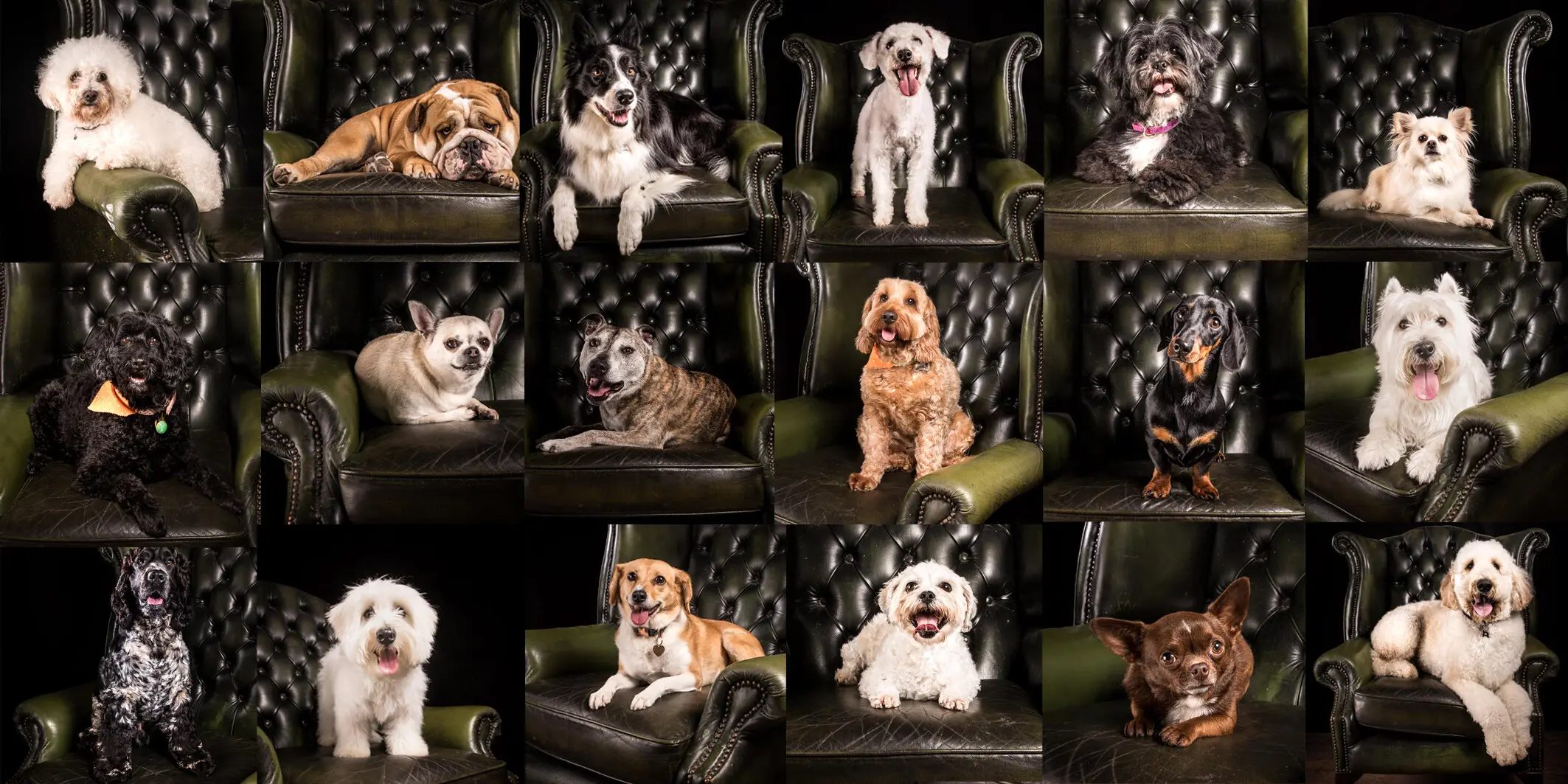 Westra deals dog kennels