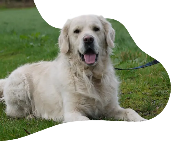 Green kennels 2025